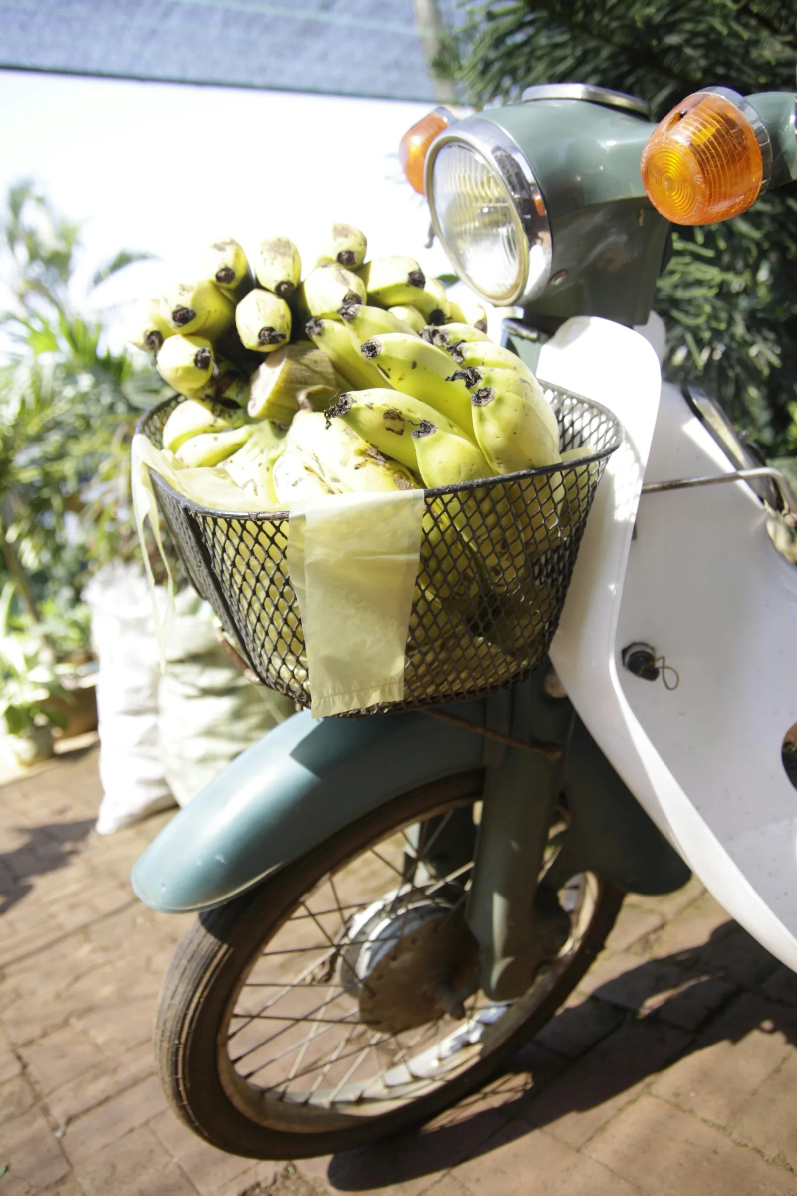 Green bananas in the front basket of a Honda Cub